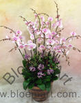 Orchid Phalaenopsis Gift Set - CODE 1140